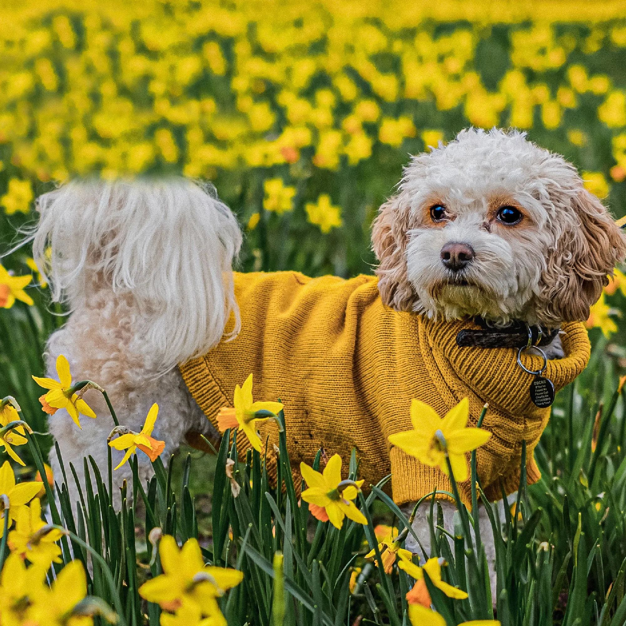 Ancol Cable Knit Dog Jumper